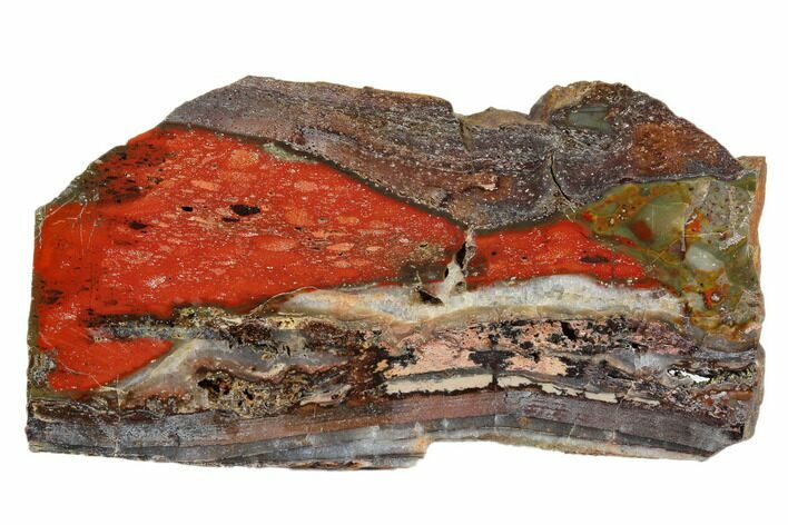 Stromatolite Slice - Pilbara, Australia ( Billion Years) #180183